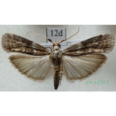 Phycita roborella (Denis & Schiffermüller, 1775) Czech12d